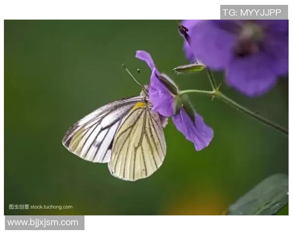 你不知道的凯尔特人：十大冷知识大揭秘